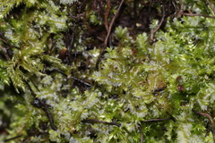 Lophocolea bidentata