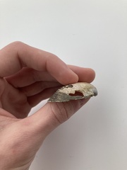 Uniomerus tetralasmus