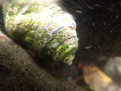 Austrocochlea constricta