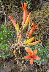 Tylecodon grandiflorus