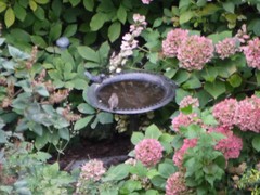 Passer domesticus