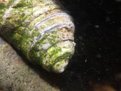 Austrocochlea constricta