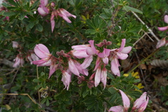 Ononis fruticosa