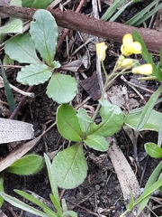 Diplotaxis muralis