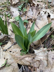 Chlorogalum pomeridianum