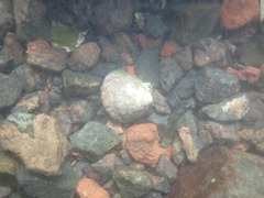 Bembicium auratum