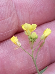 Diplotaxis muralis