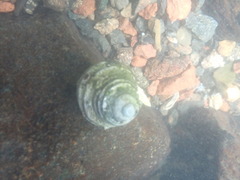 Austrocochlea constricta