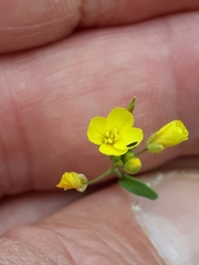 Diplotaxis muralis