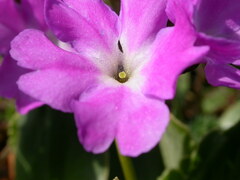 Primula spectabilis