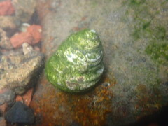 Austrocochlea constricta