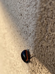 Chrysolina rossia