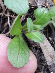 Diplotaxis muralis