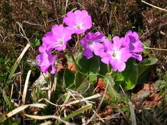 Primula spectabilis