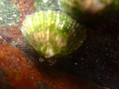 Siphonaria funiculata