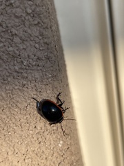 Chrysolina rossia