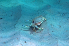 Ovalipes australiensis