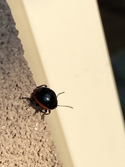 Chrysolina rossia