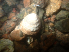 Bembicium auratum