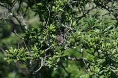 Diospyros dichrophylla