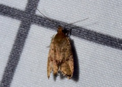 Psilocorsis quercicella