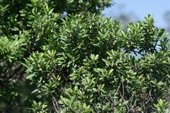 Diospyros dichrophylla