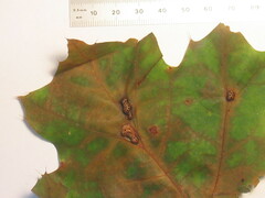 Callirhytis favosa
