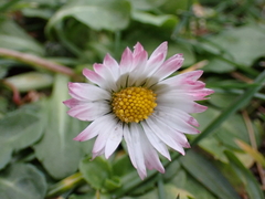 Bellis perennis