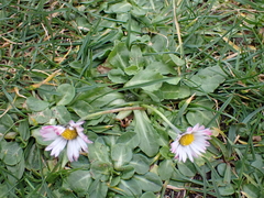 Bellis perennis