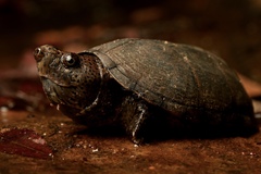 Sternotherus minor