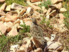 Thinocorus orbignyianus