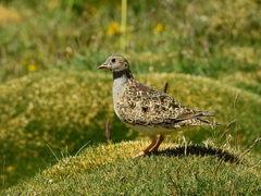 Thinocorus orbignyianus