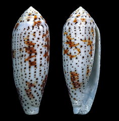 Conus nussatella