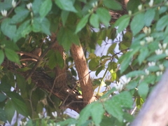 Phylloscopus