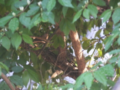 Phylloscopus