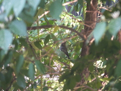 Phylloscopus