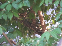 Phylloscopus
