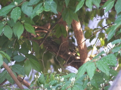 Phylloscopus