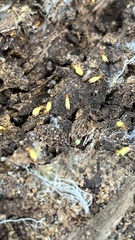 Globitermes sulphureus