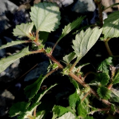 Forsskaolea tenacissima