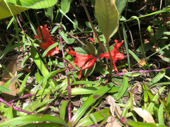 Rhododendron oldhamii
