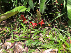 Rhododendron oldhamii
