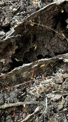 Globitermes sulphureus