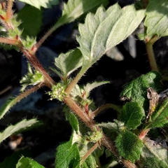 Forsskaolea tenacissima