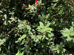 Rhododendron oldhamii