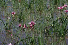 Crinum campanulatum
