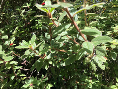 Rhododendron oldhamii