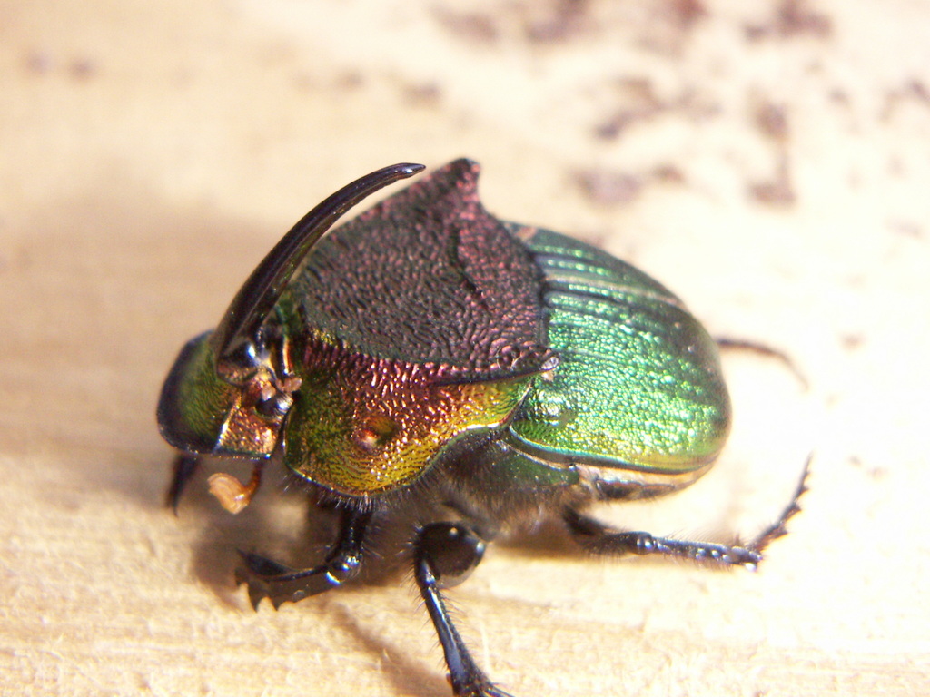 Rainbow Scarab (gtm Research Reserve Arthropod Guide) · Inaturalist