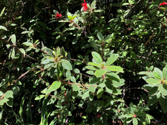 Rhododendron oldhamii