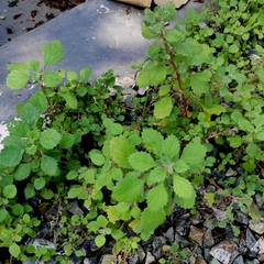 Forsskaolea tenacissima